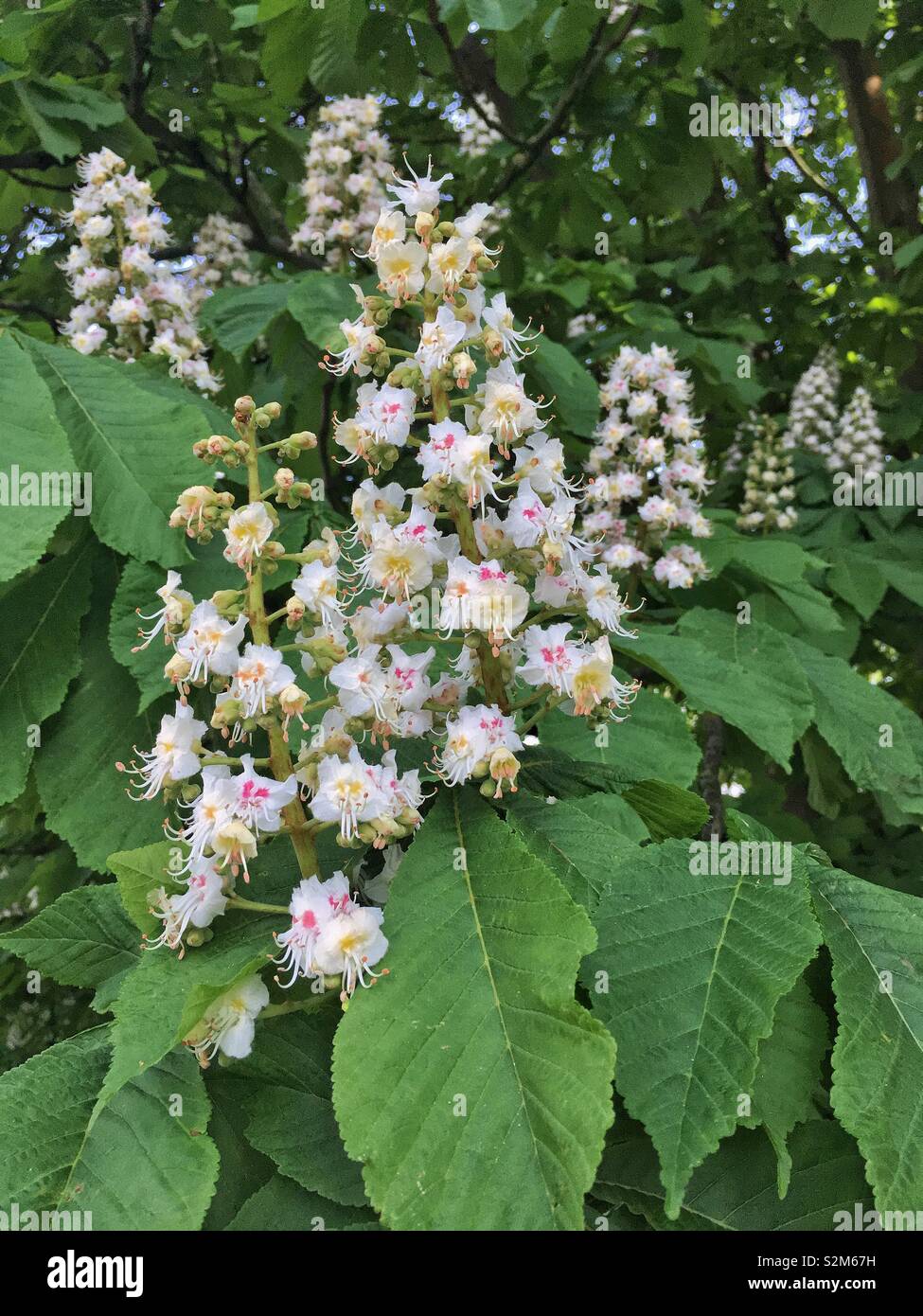 A horse chestnut (Aesculus hippocastanum) tree in flower. Stock Photo