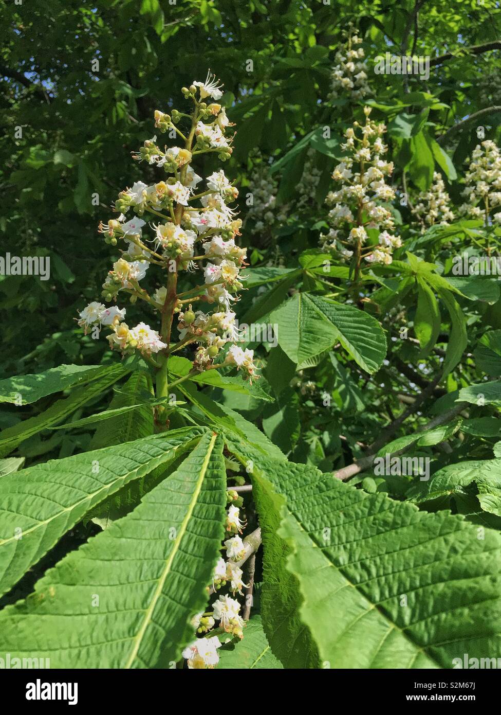 A horse chestnut (Aesculus hippocastanum) tree in flower. - Smartphone Captured Stock Image