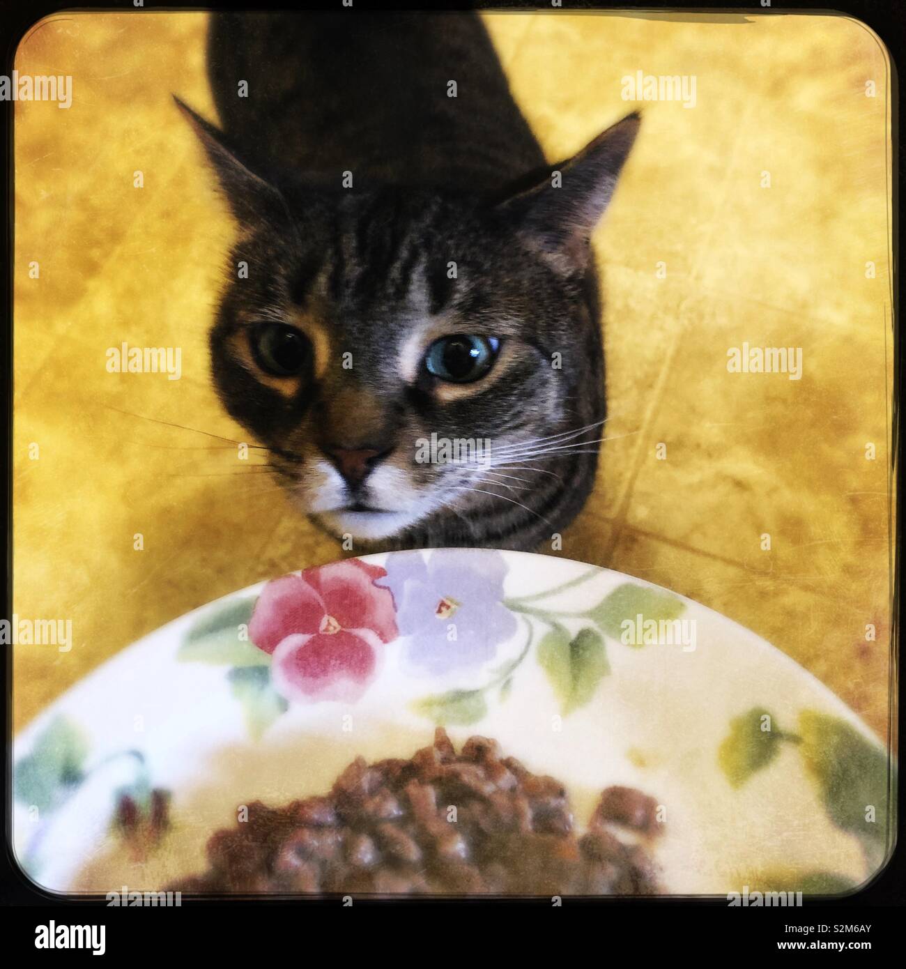 Dinner time for kitty Stock Photo