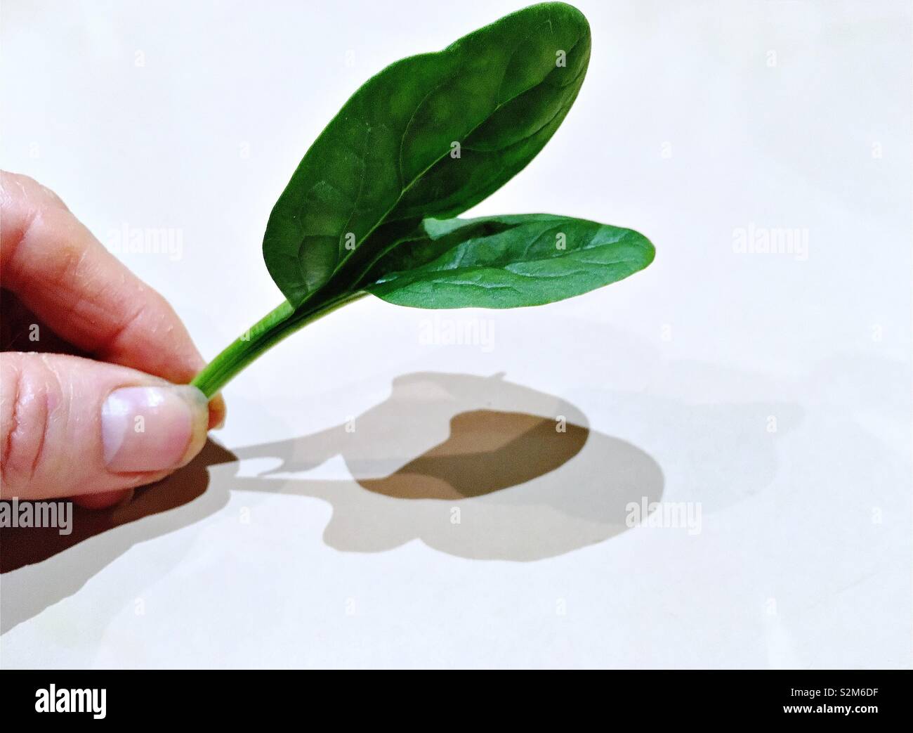 A Caucasian female thumb and finger holding onto a baby spinach leaf stem.  White background. Stock Photo