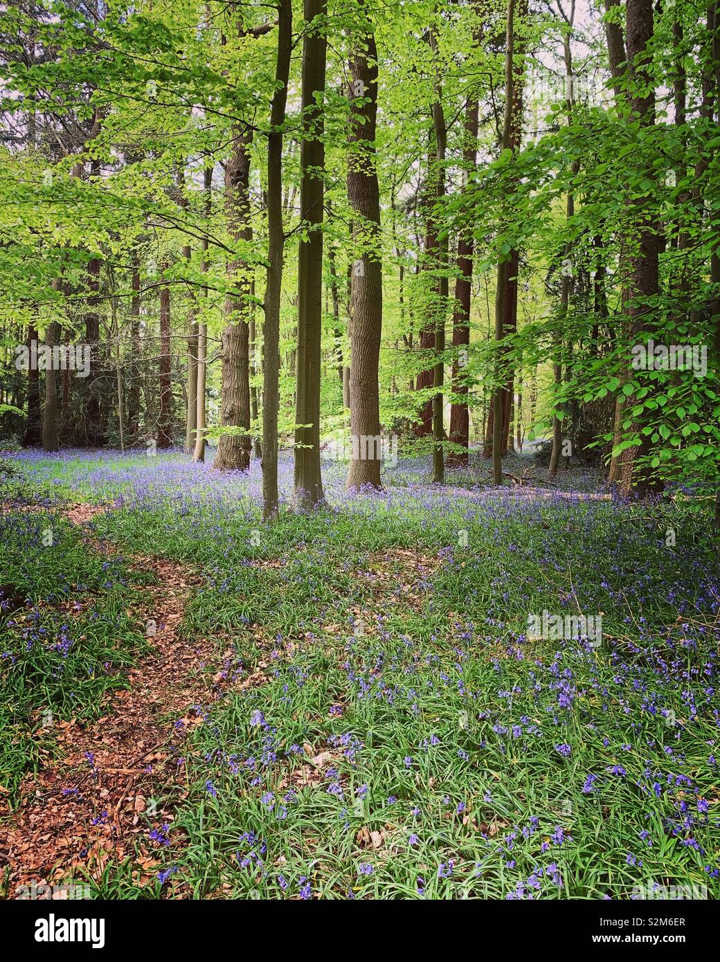 Bluebell Woods, Buckinghamshire Stock Photo