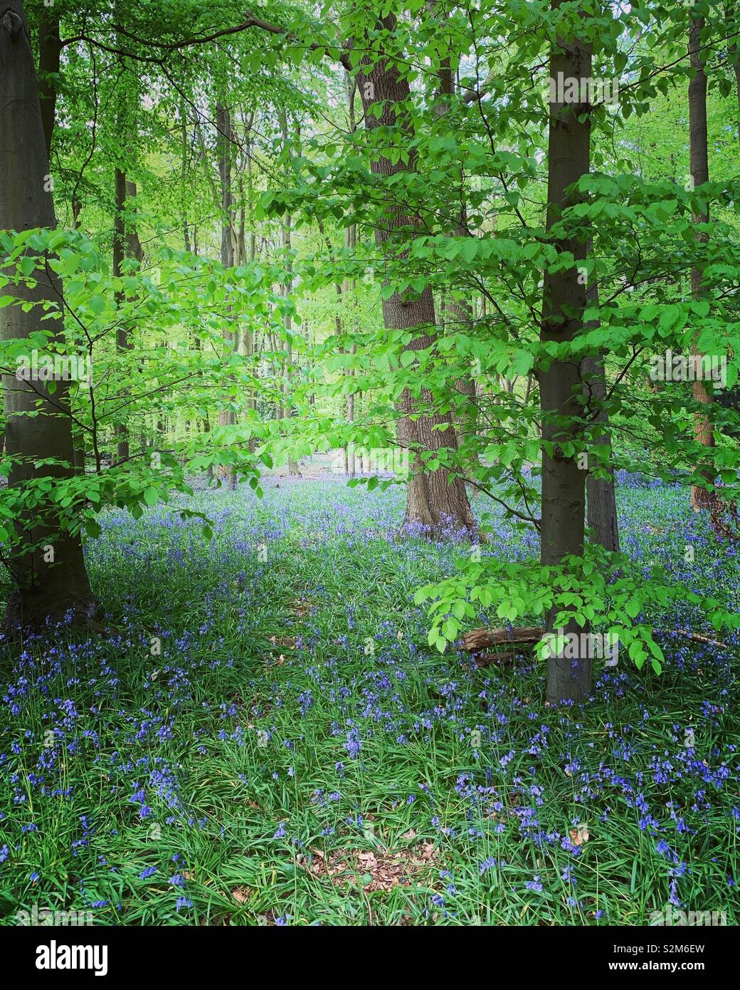 Bluebell Woods, Buckinghamshire Stock Photo