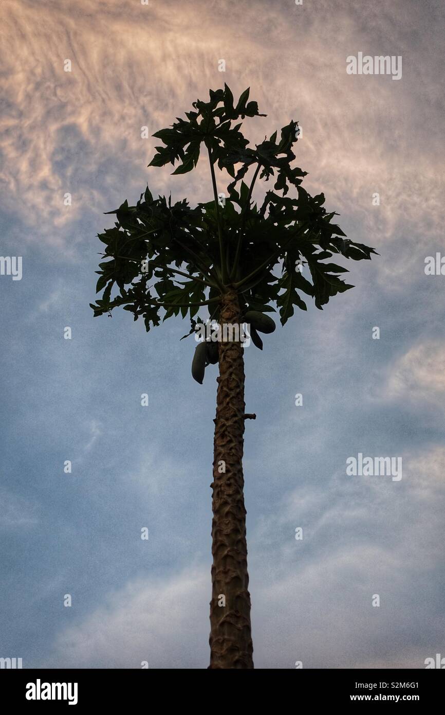 Outline, silhouette of a papaya tree. By sunset Stock Photo