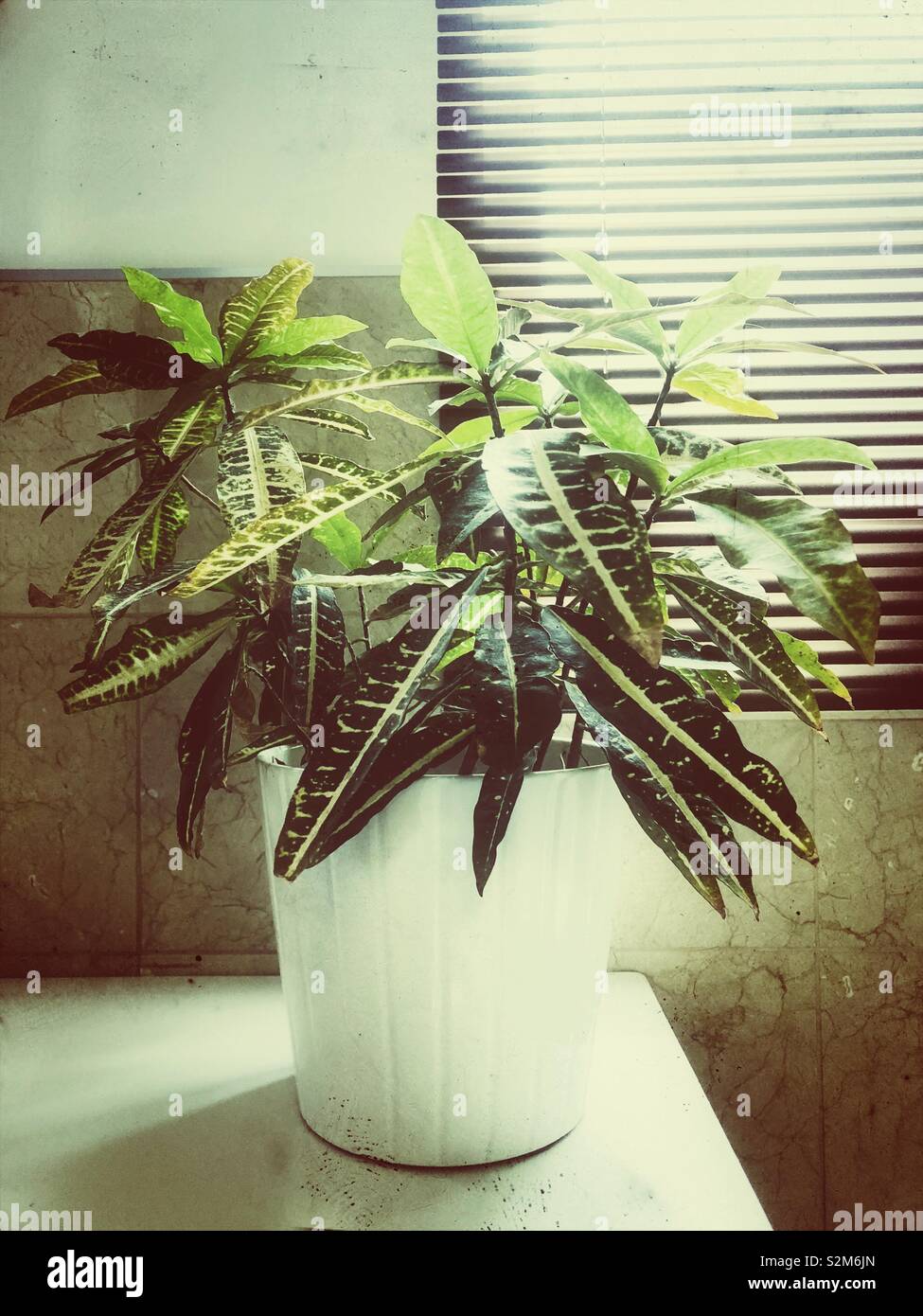 Retro houseplant hires stock photography and images Alamy