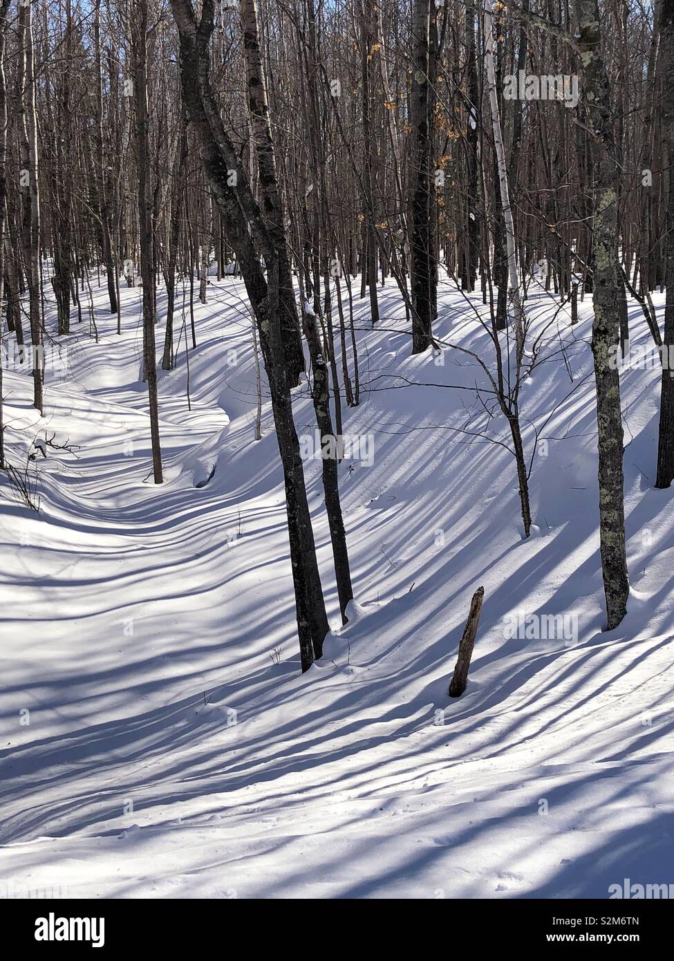 Tree shadows on snow Stock Photo - Alamy