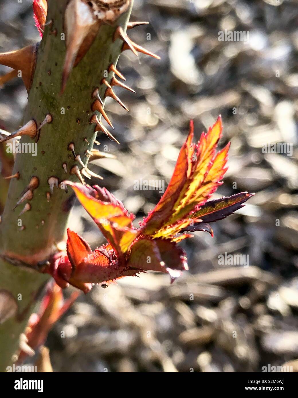 Rose with thorns hires stock photography and images Alamy