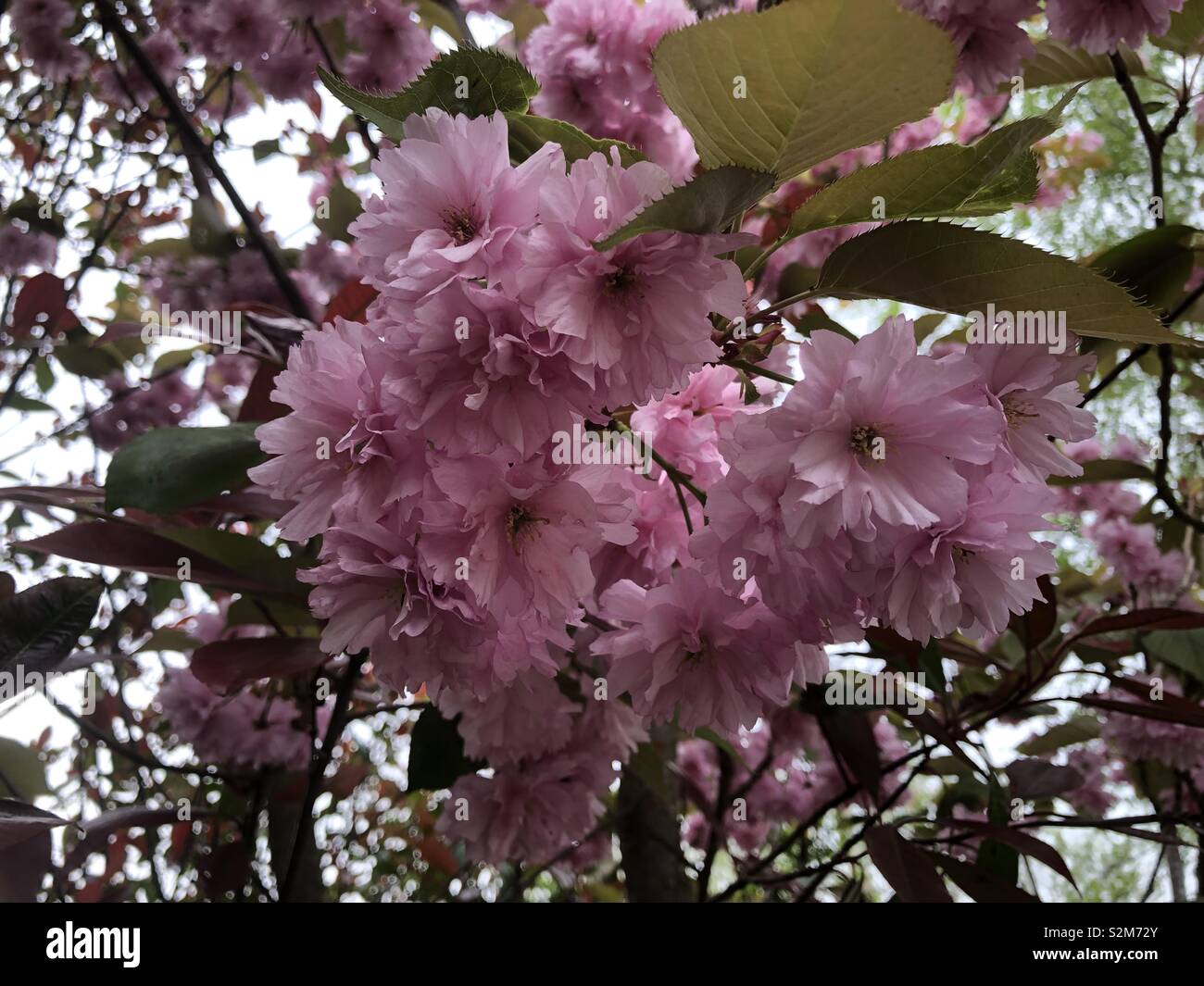 Pink cherry blossom from a Kansan cherry tree Stock Photo