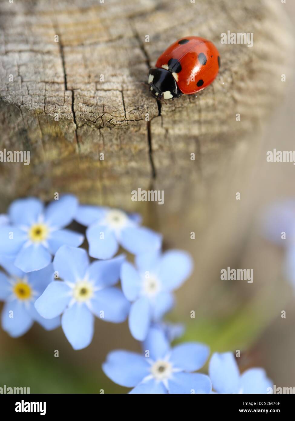Ladybird on a log, Near blue spring flowers - Smartphone Captured Stock Image