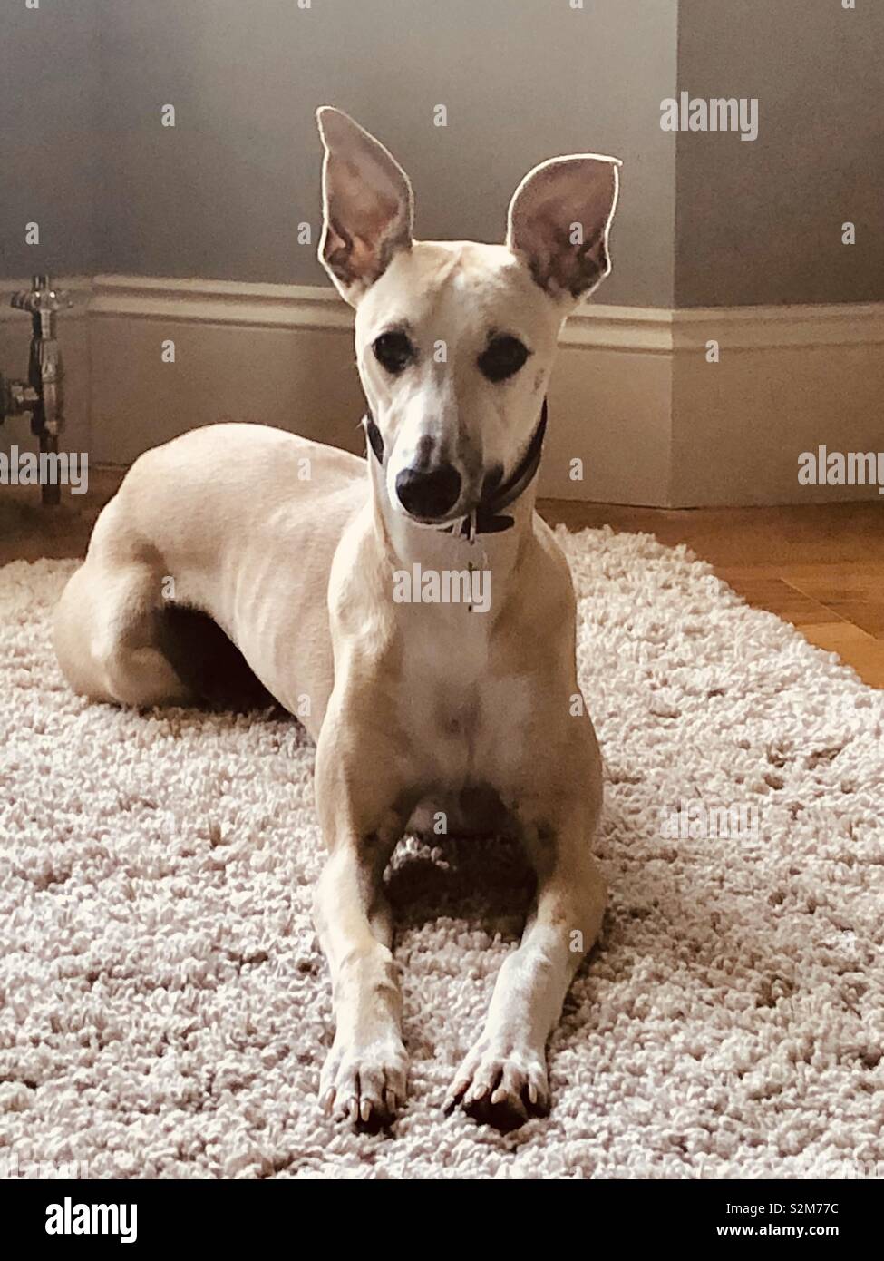 Jesse the whippet dog sitting on a rug, looking alert with his ears raised up Stock Photo