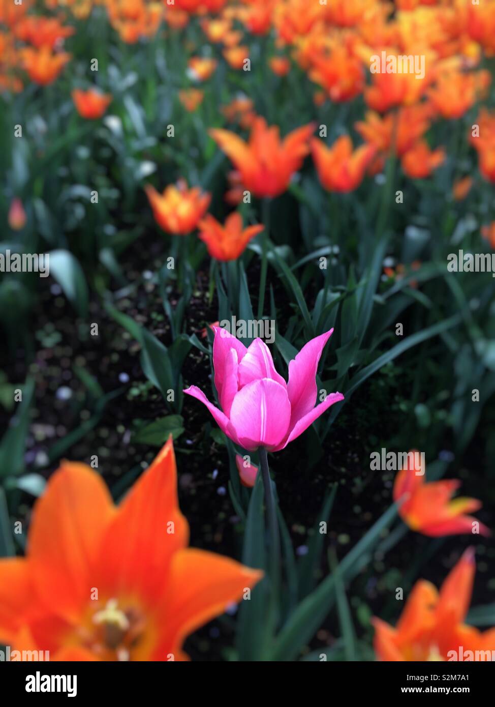 Diversity or different? We all have the same roots. - Smartphone Captured Stock Image