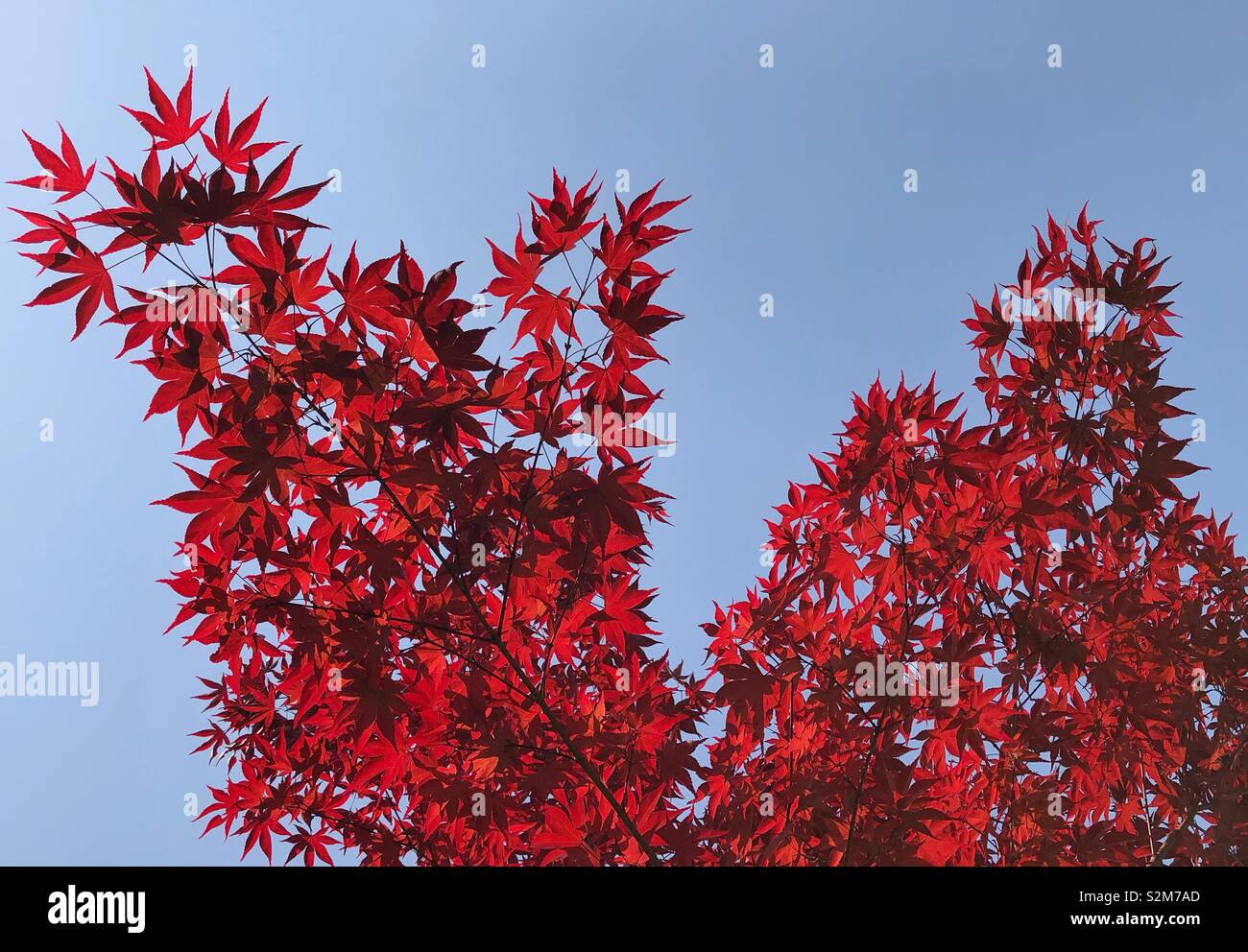 Red maple leaves against blue sky - Smartphone Captured Stock Image