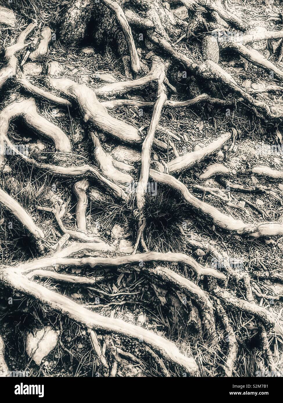 Above ground tree roots, Sweden, Scandinavia - Smartphone Captured Stock Image