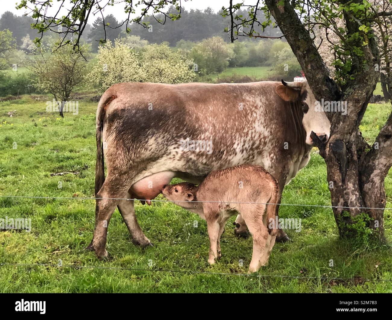 Young calf sucking milk from its mother - Smartphone Captured Stock Image