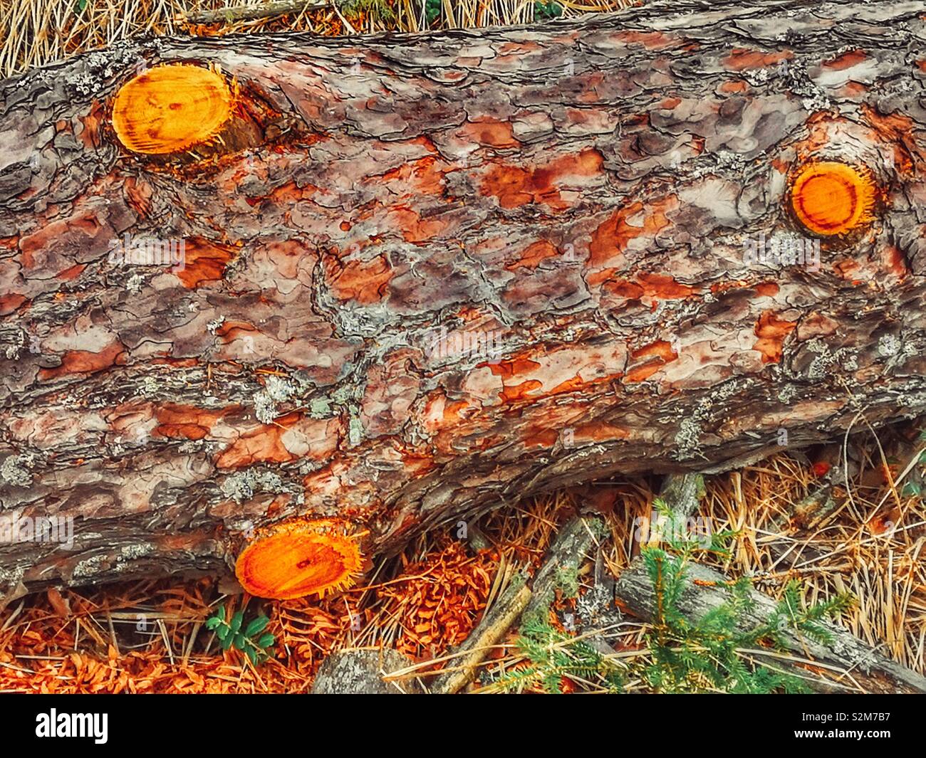 Tree trunk with branches freshly sawed off, Sweden, Scandinavia - Smartphone Captured Stock Image