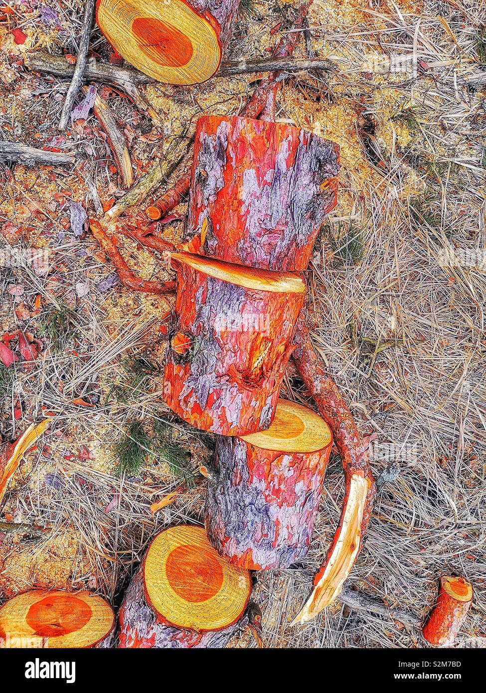 Sections of freshly sawed logs from above Sweden, Scandinavia - Smartphone Captured Stock Image