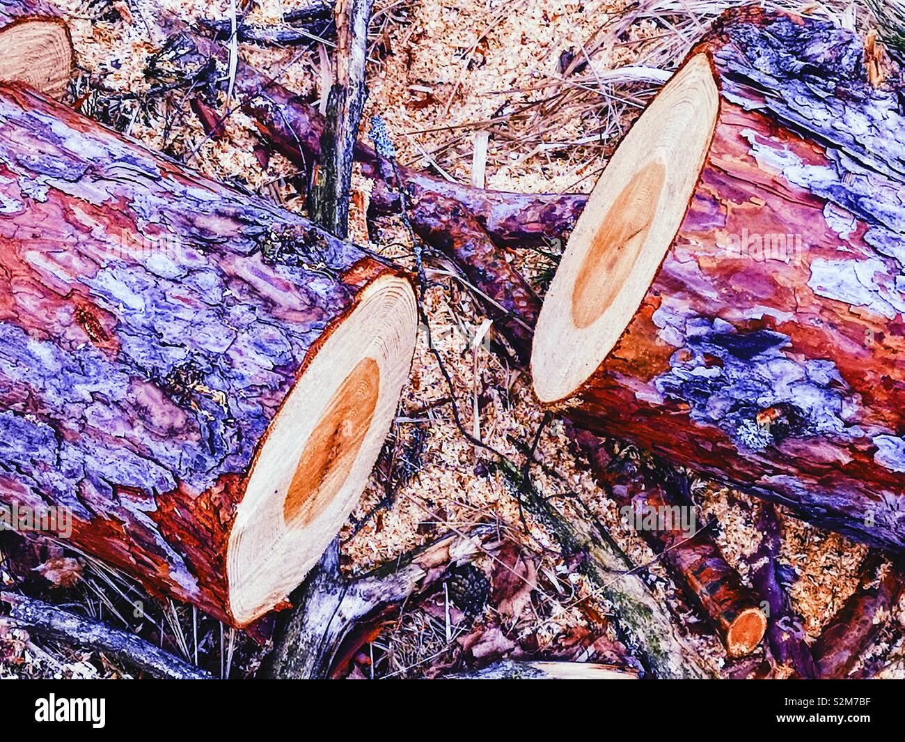 Sawed ends of colourful freshly cut logs, Sweden, Scandinavia Stock Photo
