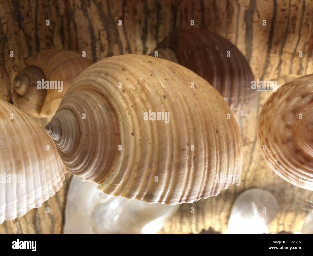 Exotic tropical seashells form beautiful geometric shapes. - Smartphone Captured Stock Image