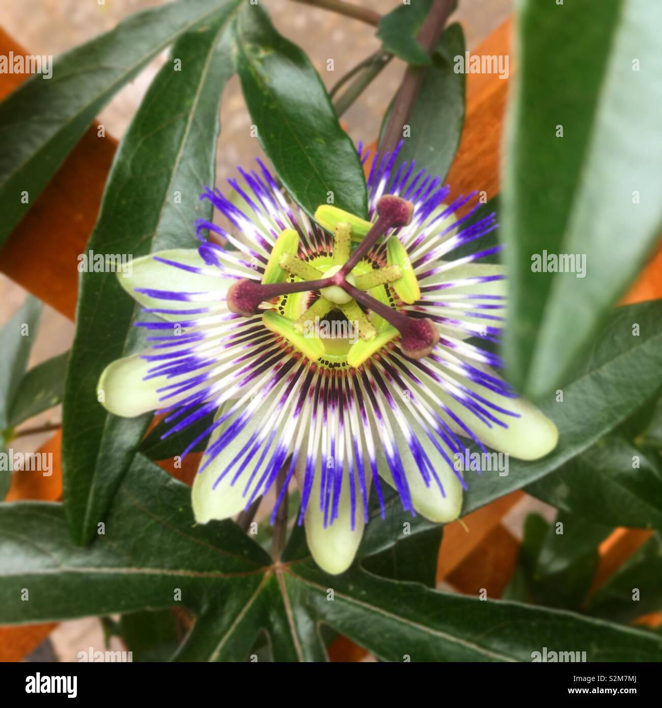 Purple Passion flower bloom Stock Photo Alamy