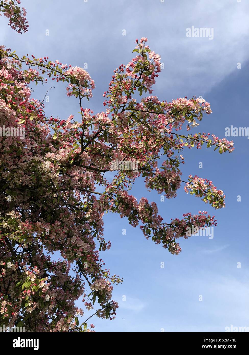 Apple blossom against a blue sky in Springtime Stock Photo