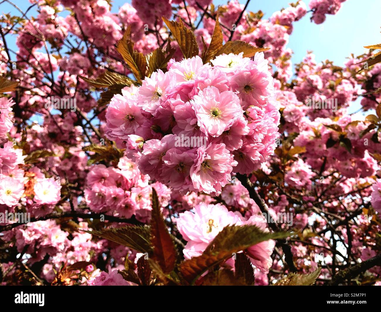 Cherry blossoms in full bloom Stock Photo - Alamy