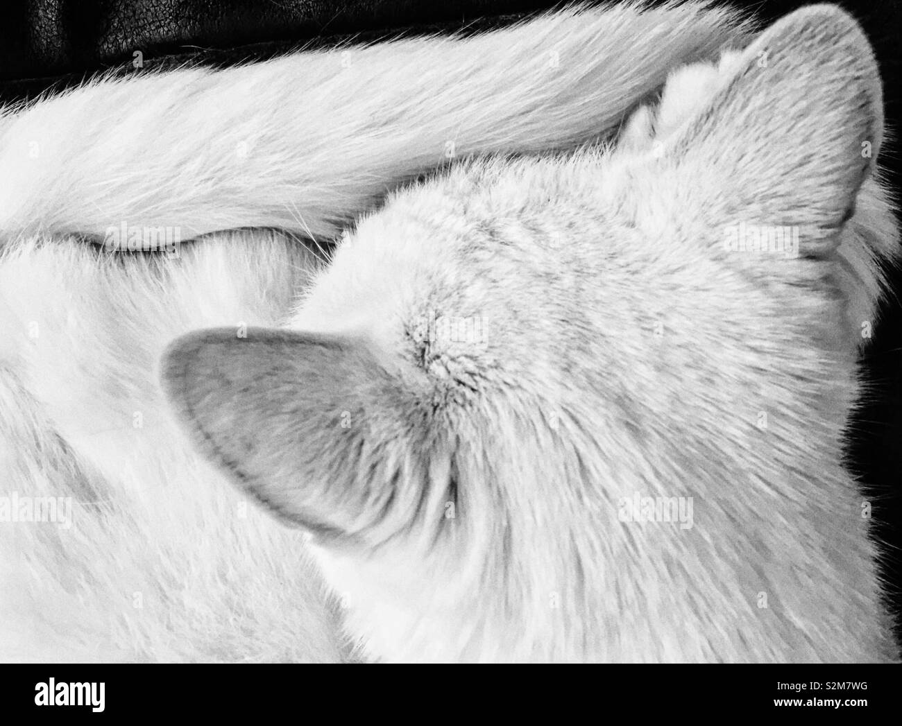 Above view of white cat curled up asleep - Smartphone Captured Stock Image