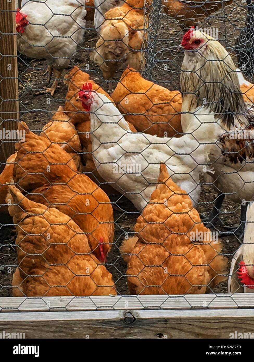 Beautiful and healthy free range chickens roaming around their chicken wire enclosed pen. Stock Photo