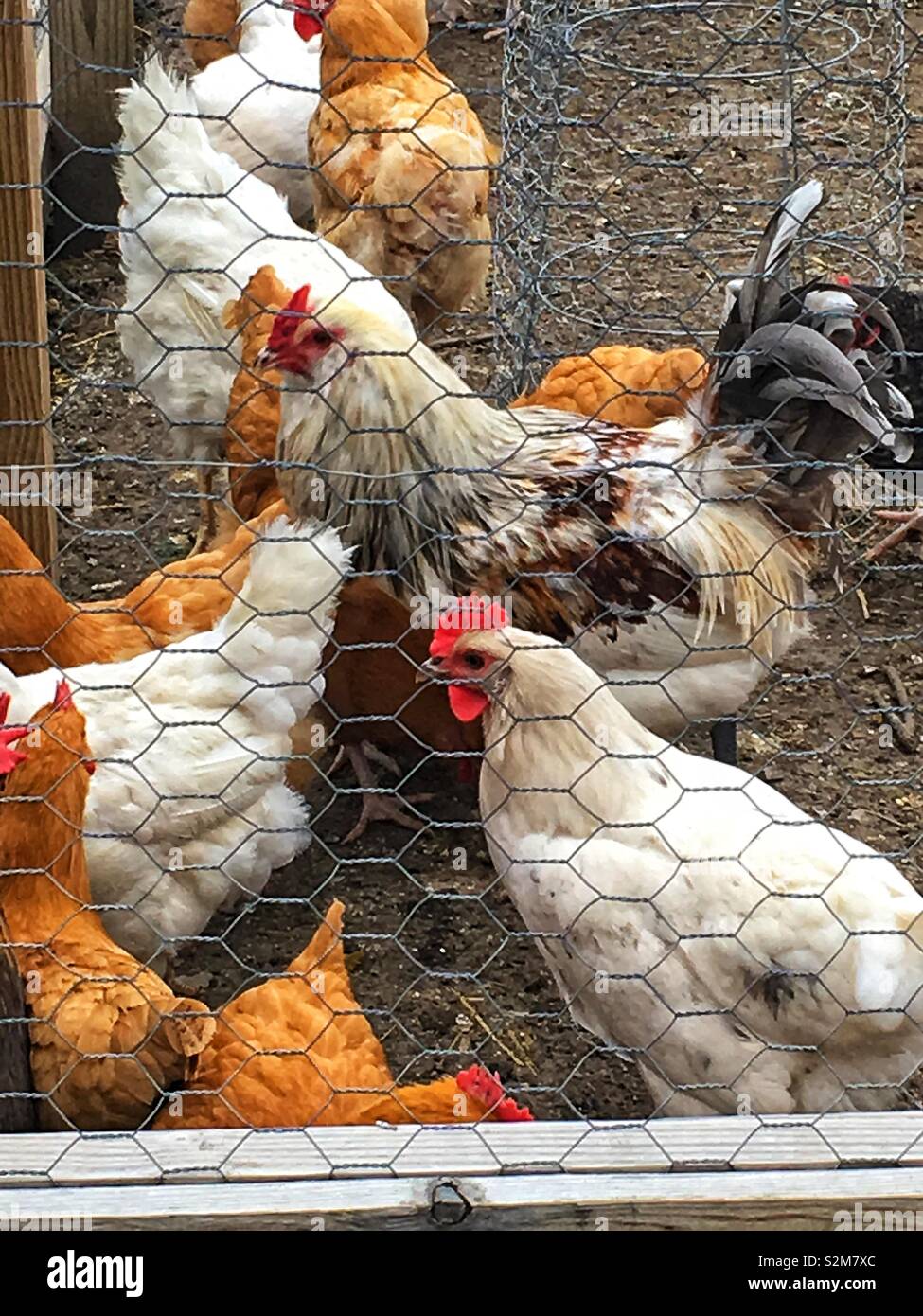 Beautiful and healthy free range chickens roaming around their chicken