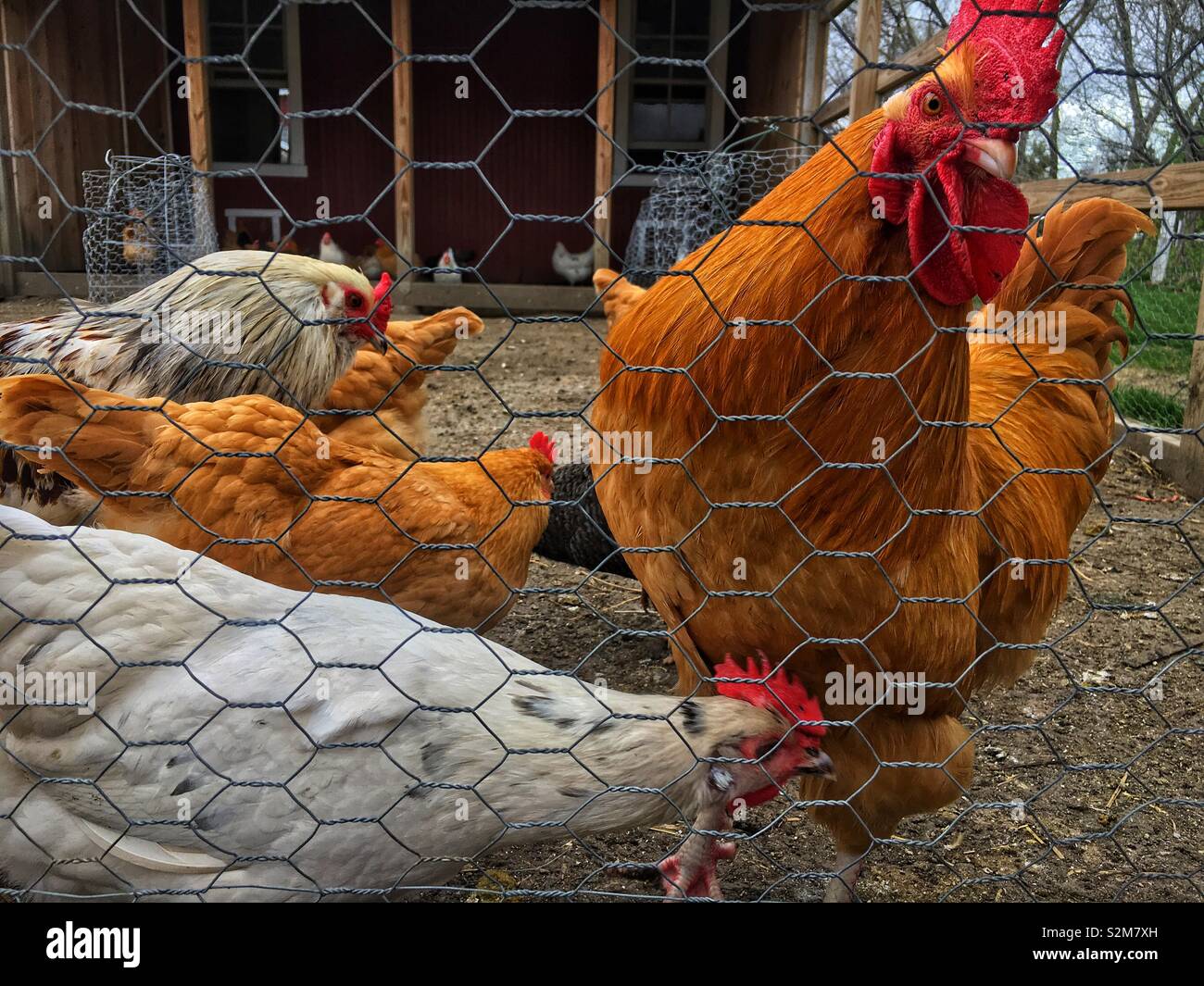 Beautiful and healthy free range chickens roaming around their chicken