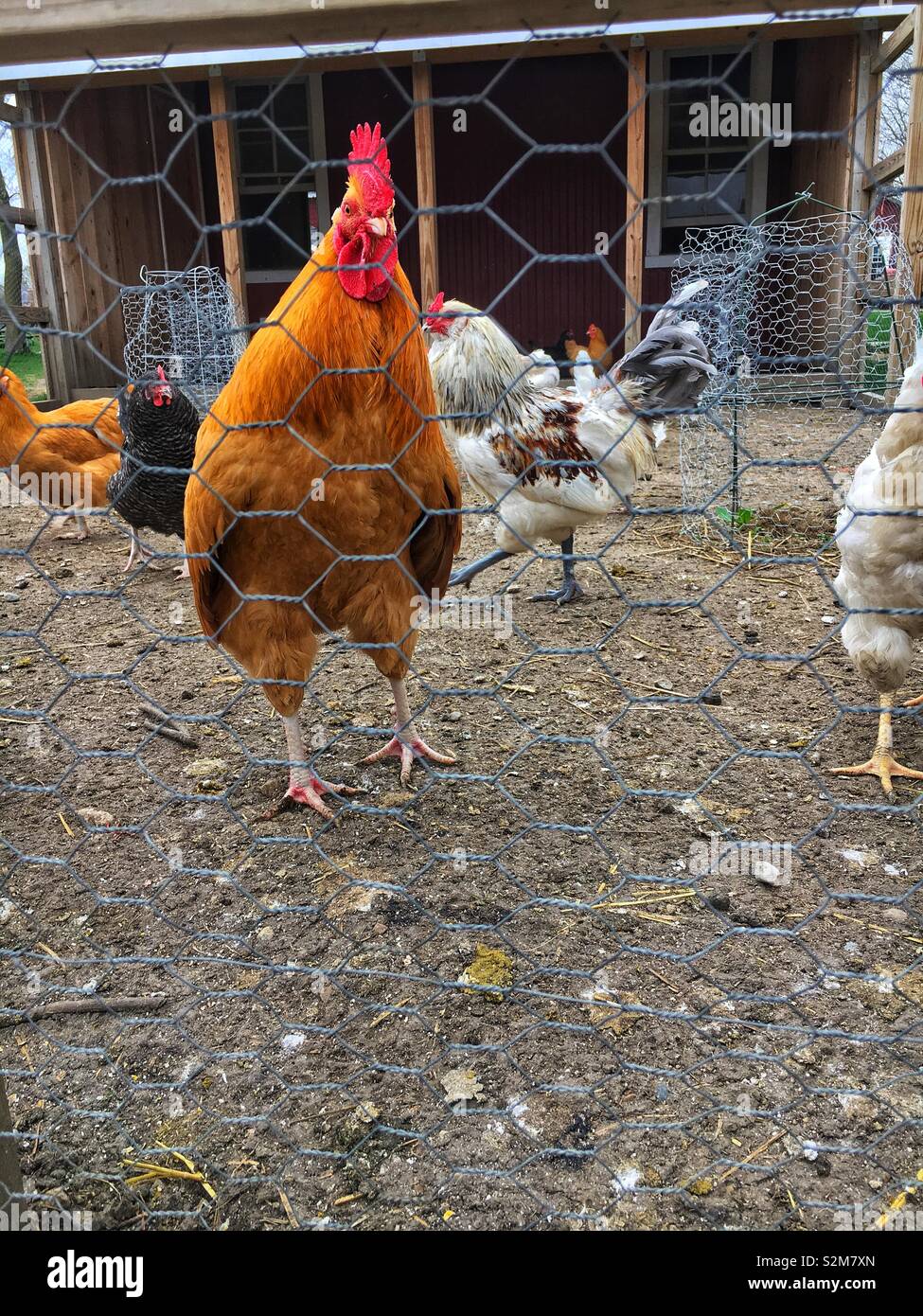 Beautiful and healthy free range chickens roaming around their chicken