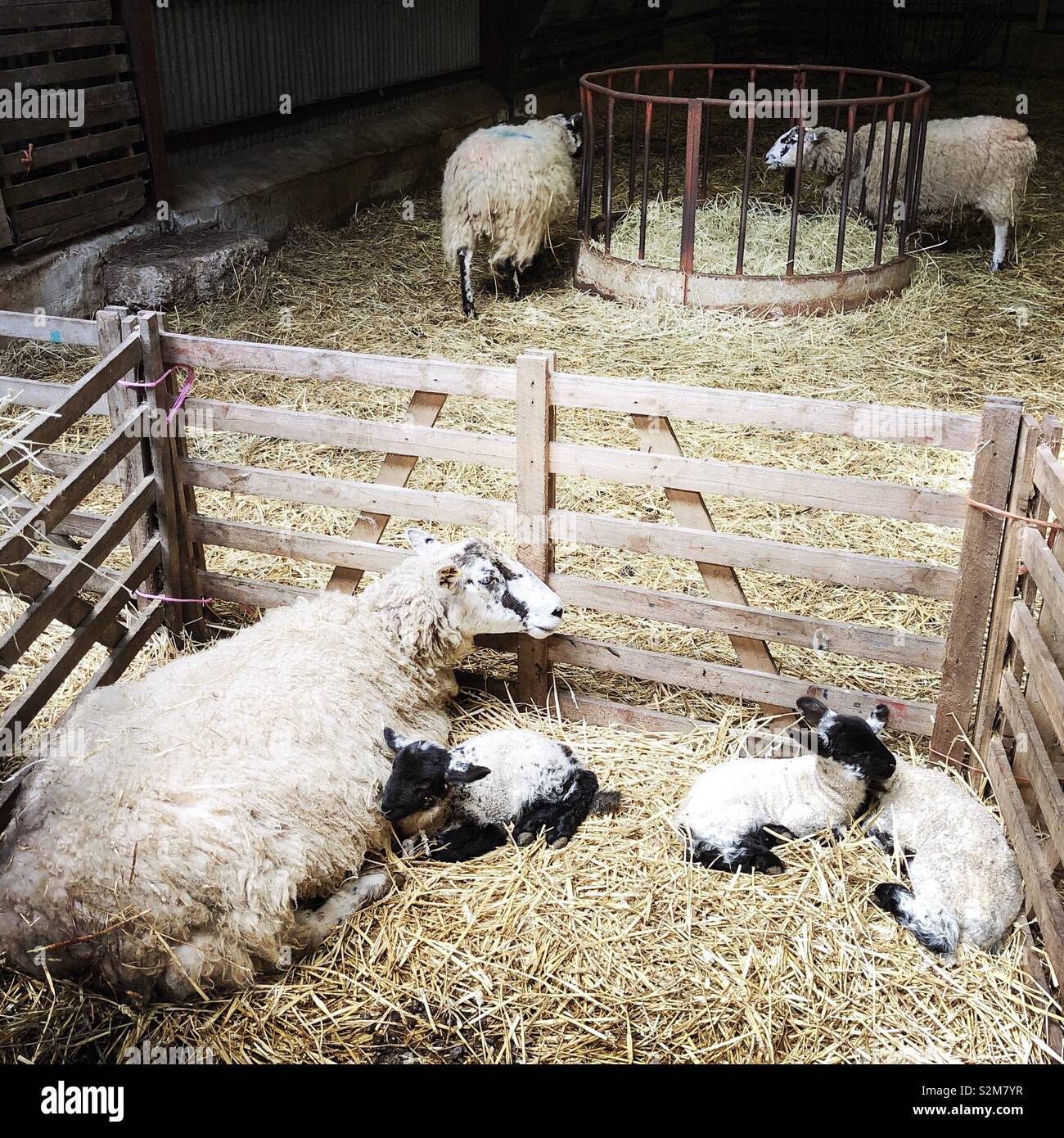 North Country Mule ewe with triplet lambs, North Yorkshire, United Kingdom Stock Photo