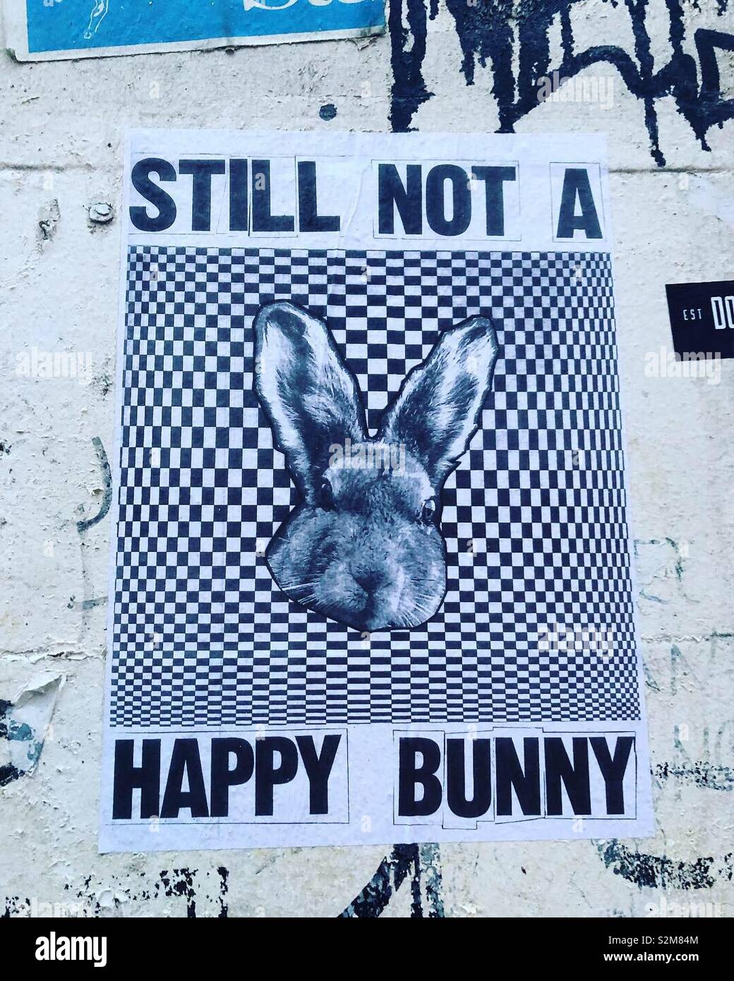 Still not a happy bunny - Smartphone Captured Stock Image