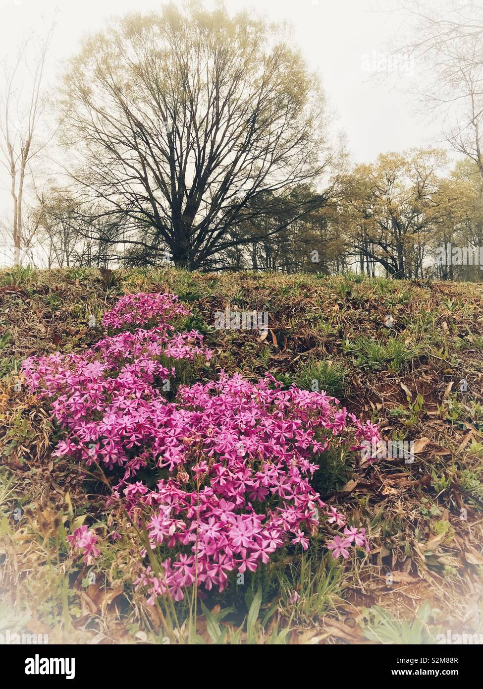 Bright patch of pink phlox on hillside with burgeoning leaf tree on hilltop - Smartphone Captured Stock Image
