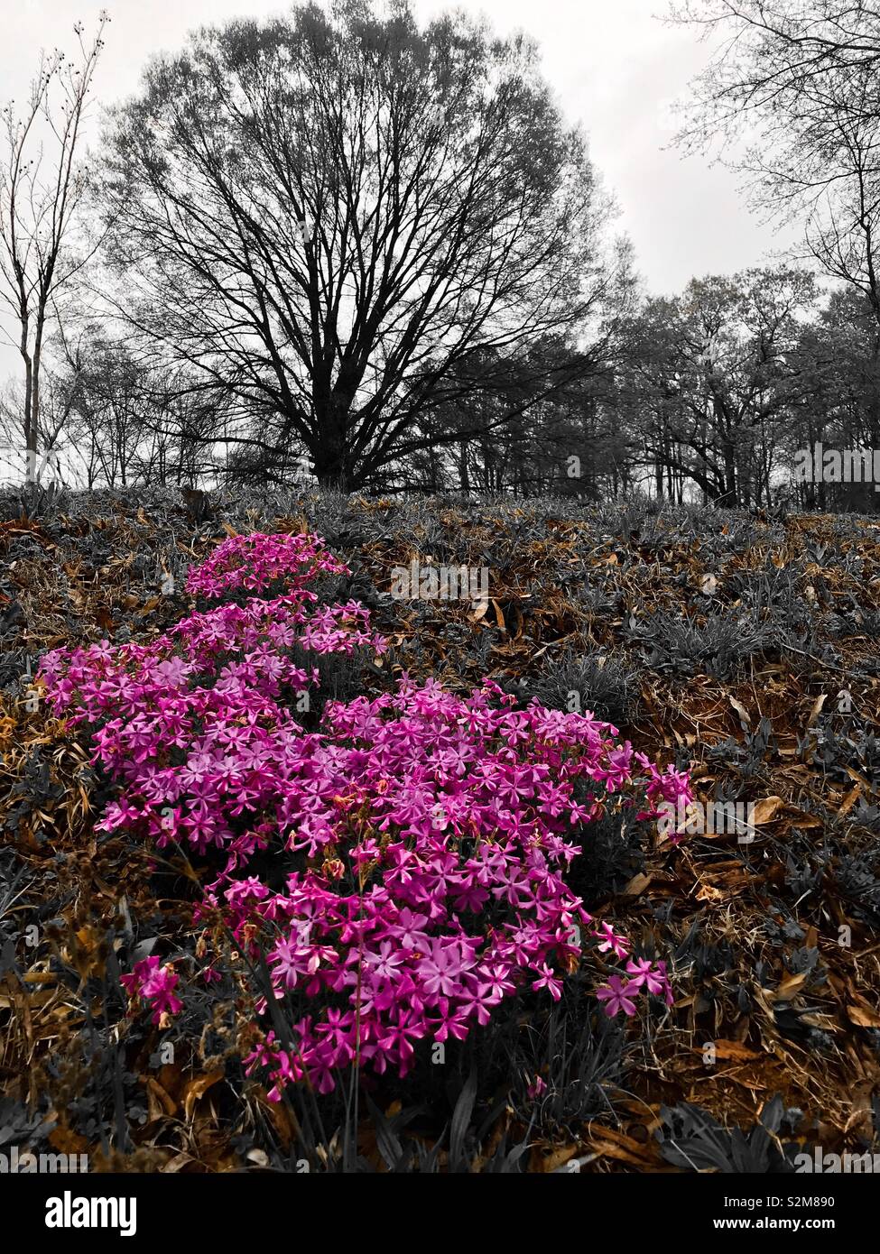 Pop of pink phlox on hillside and tree on hilltop - Smartphone Captured Stock Image