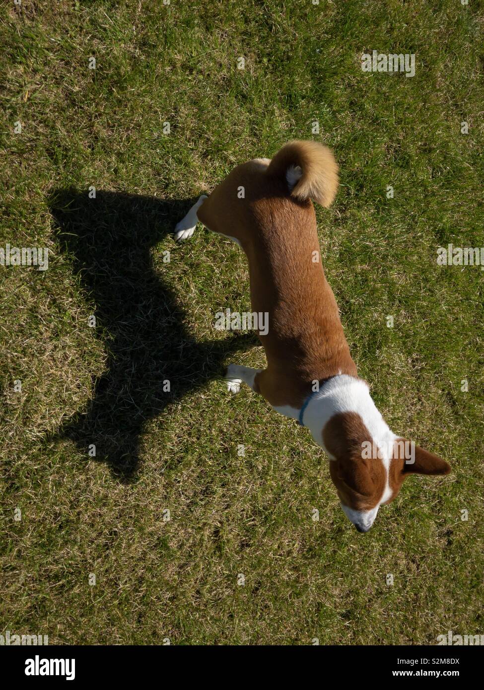 Top view on basenji dog standing on a lawn and casting the shadow in sunny summer day Stock Photo