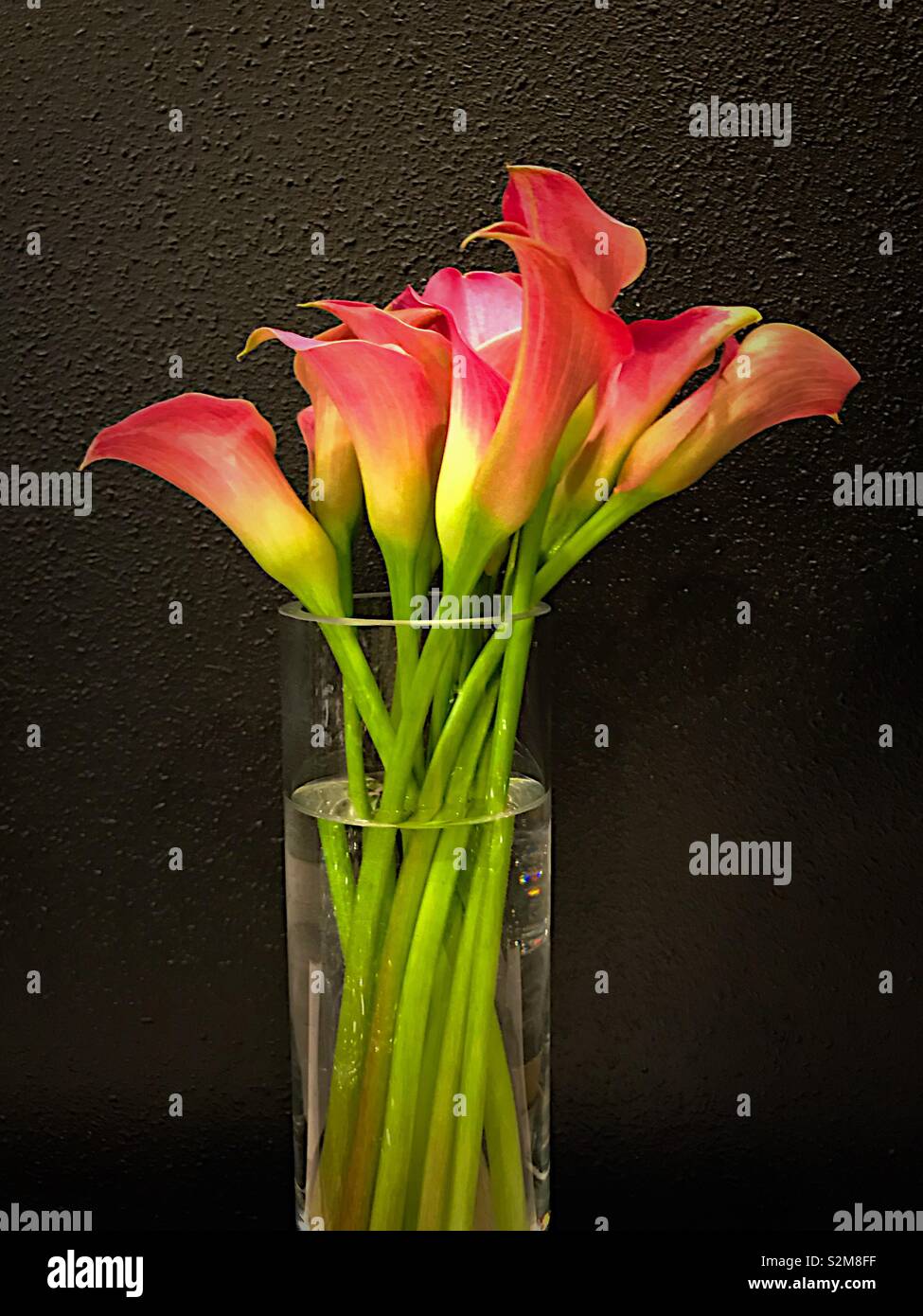Pink Calla lilies in a glass vase by a black wall Stock Photo - Alamy