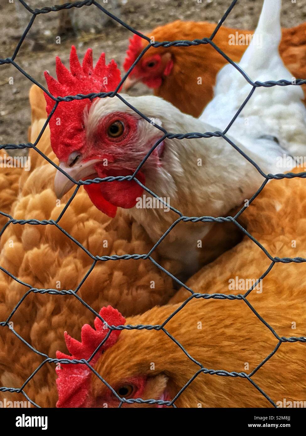 Free range white hen roaming around the chicken pen staring intently at the camera. Stock Photo