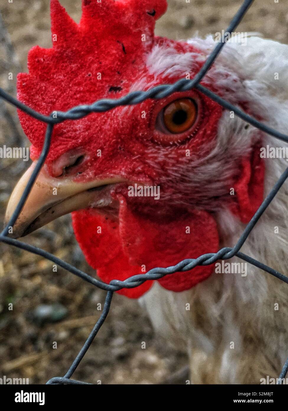Free range healthy lively white hen roaming around the chicken pen staring intently at the camera. - Smartphone Captured Stock Image