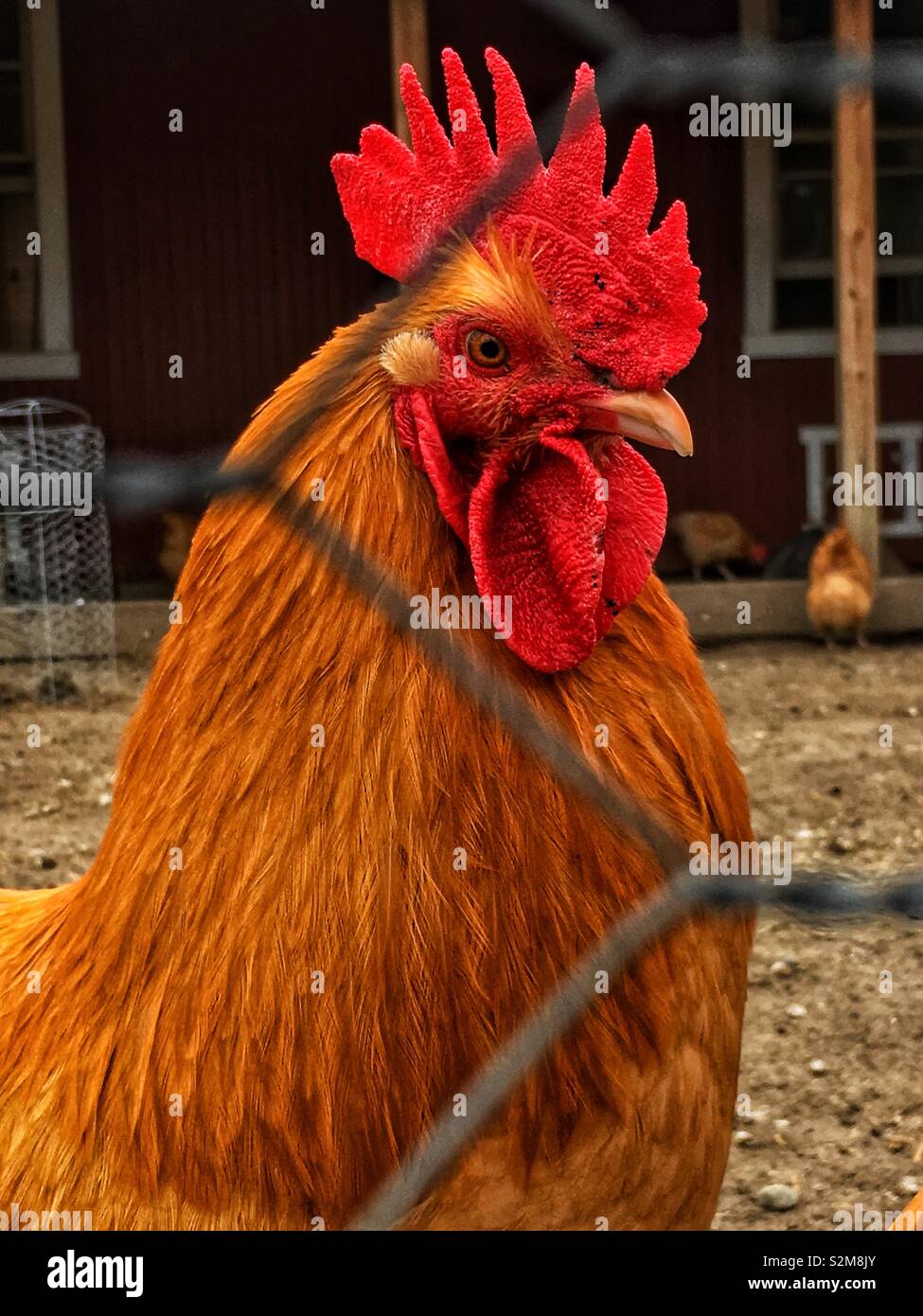 Red rooster hi-res stock photography and images - Alamy