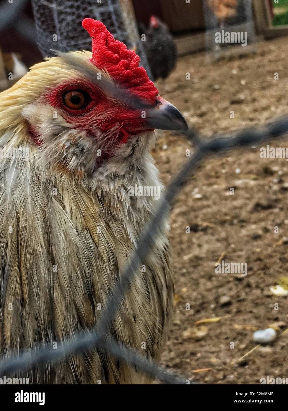 Beautiful white hen roaming around the free range chicken yard and looking at the camera. - Smartphone Captured Stock Image
