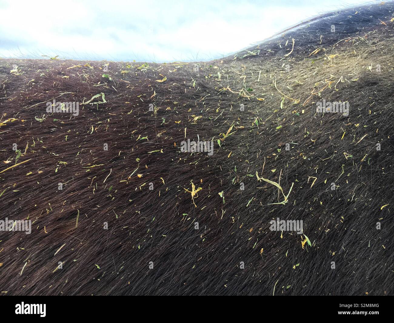 Back of a huge brown horse that has rolled in hay. - Smartphone Captured Stock Image