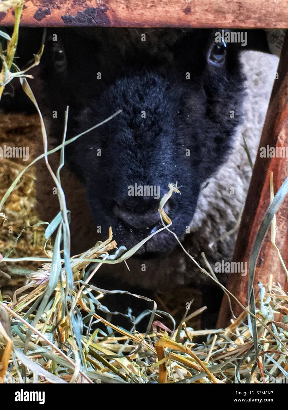 Shy sheep peeking thru the wooden slats if its play pen. Stock Photo