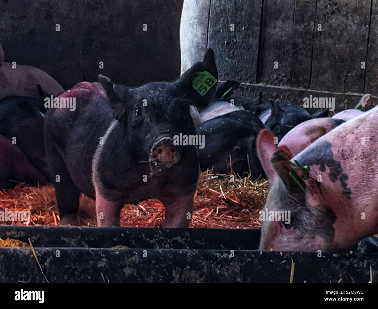 Number 58 black and pink piglet standing in his pigpen looking at the camera. - Smartphone Captured Stock Image
