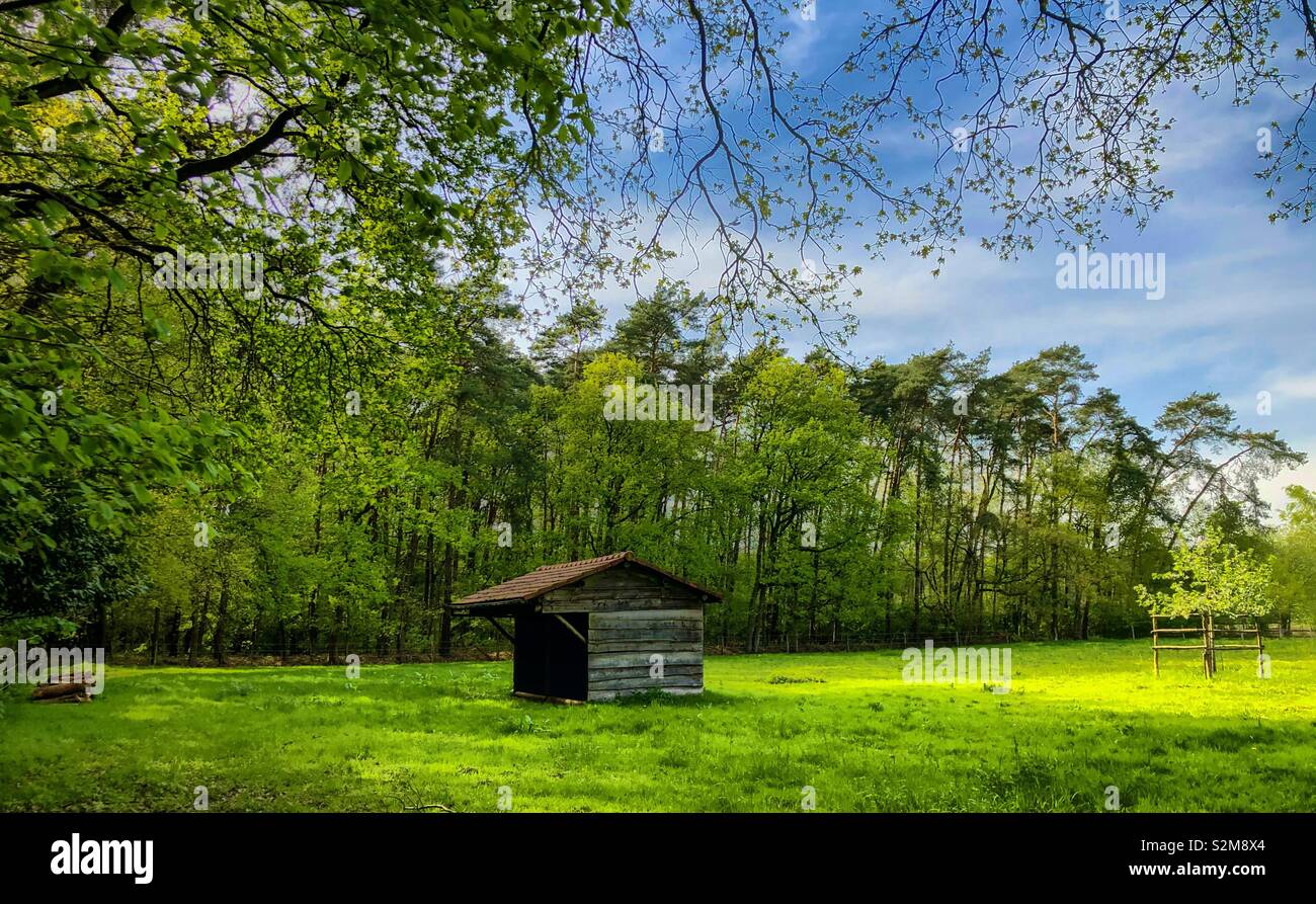 Wooden shed standing in a grass field in the woods surrounded by trees on a sunny day - Smartphone Captured Stock Image