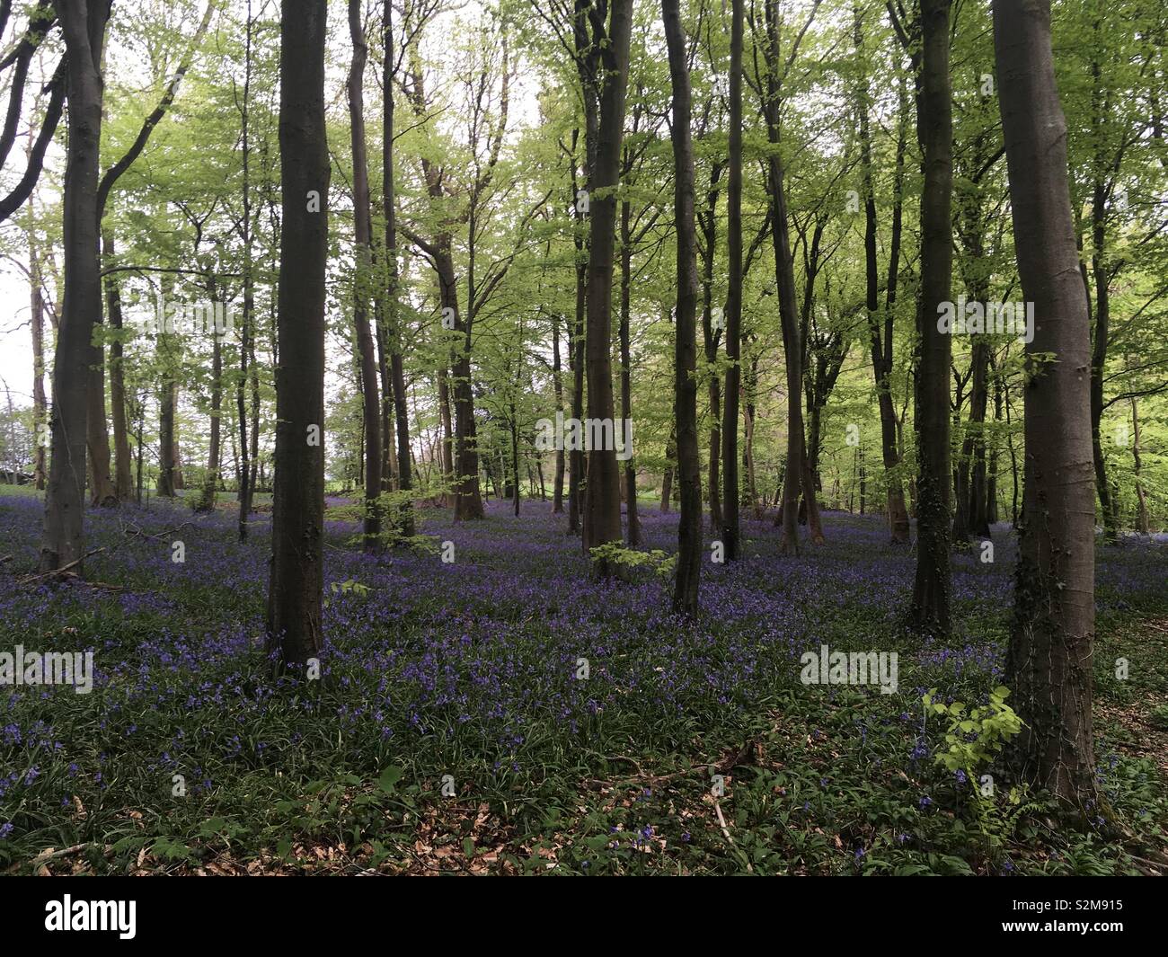 Bluebells in a wood Stock Photo