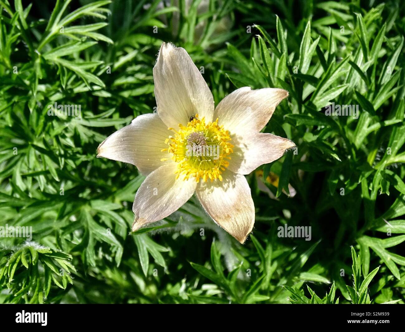 Delicate spring flower Stock Photo