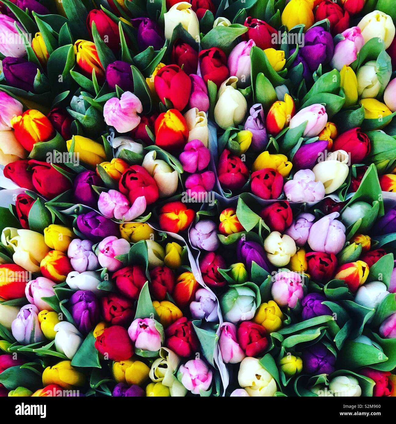 Tulips from Amsterdam Stock Photo Alamy