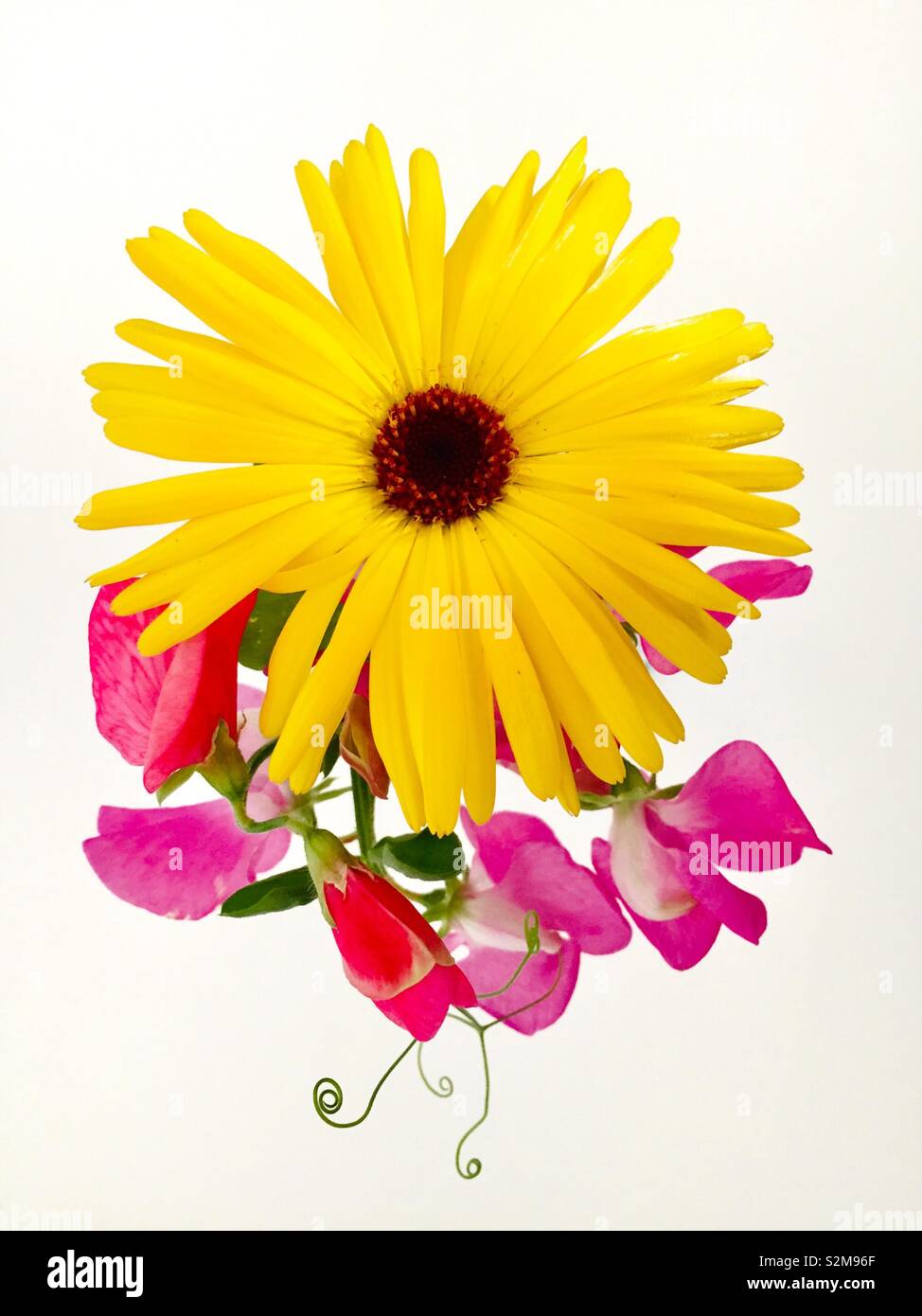 Spring flowers - Smartphone Captured Stock Image
