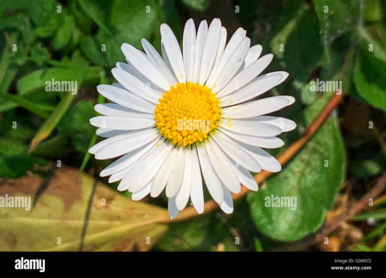 Daisy daisy .. Stock Photo