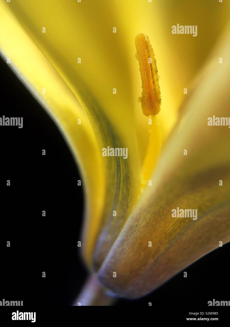 Yellow Pollen Stock Photo