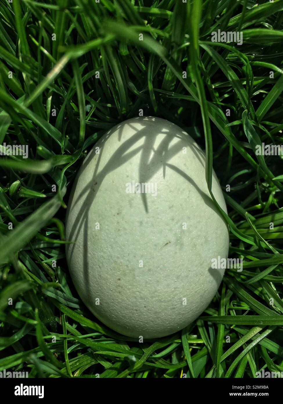 One green pasture raised, cage free, free range, farm fresh unprocessed egg due to responsible farming techniques. Stock Photo